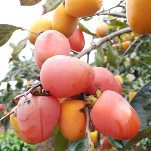 Hồng Vuông Treo Gió Đà Lạt