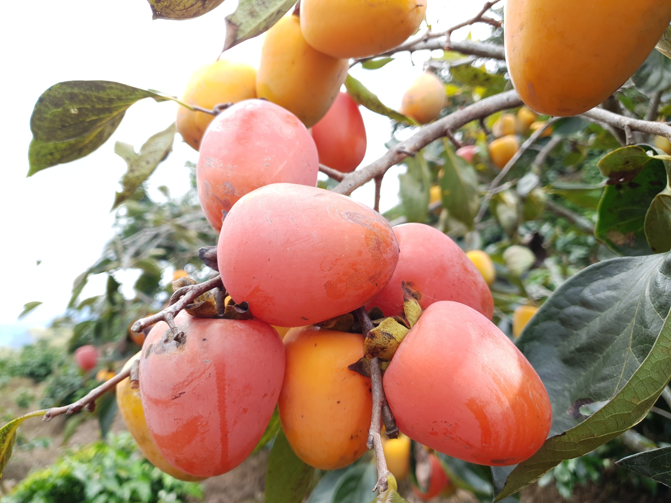 08c04a305a679139c876