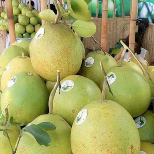 Thanh trà Thủy Biều - Huế