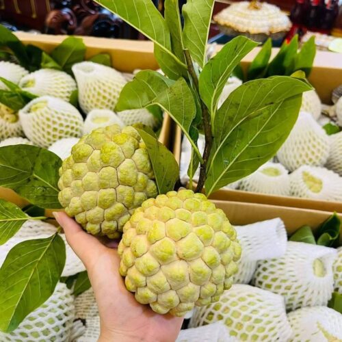 Na Chi Lăng - Đặc Sản Lạng Sơn