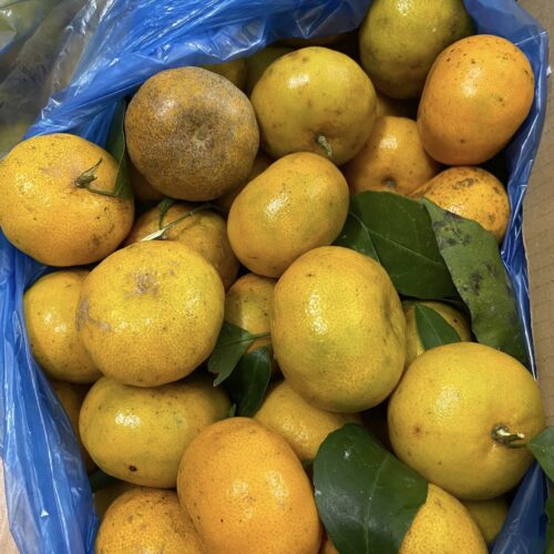 Quýt Bắc Sơn - Đặc Sản Lạng Sơn