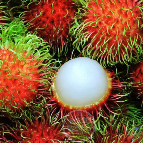 Chôm chôm Đồng Nai