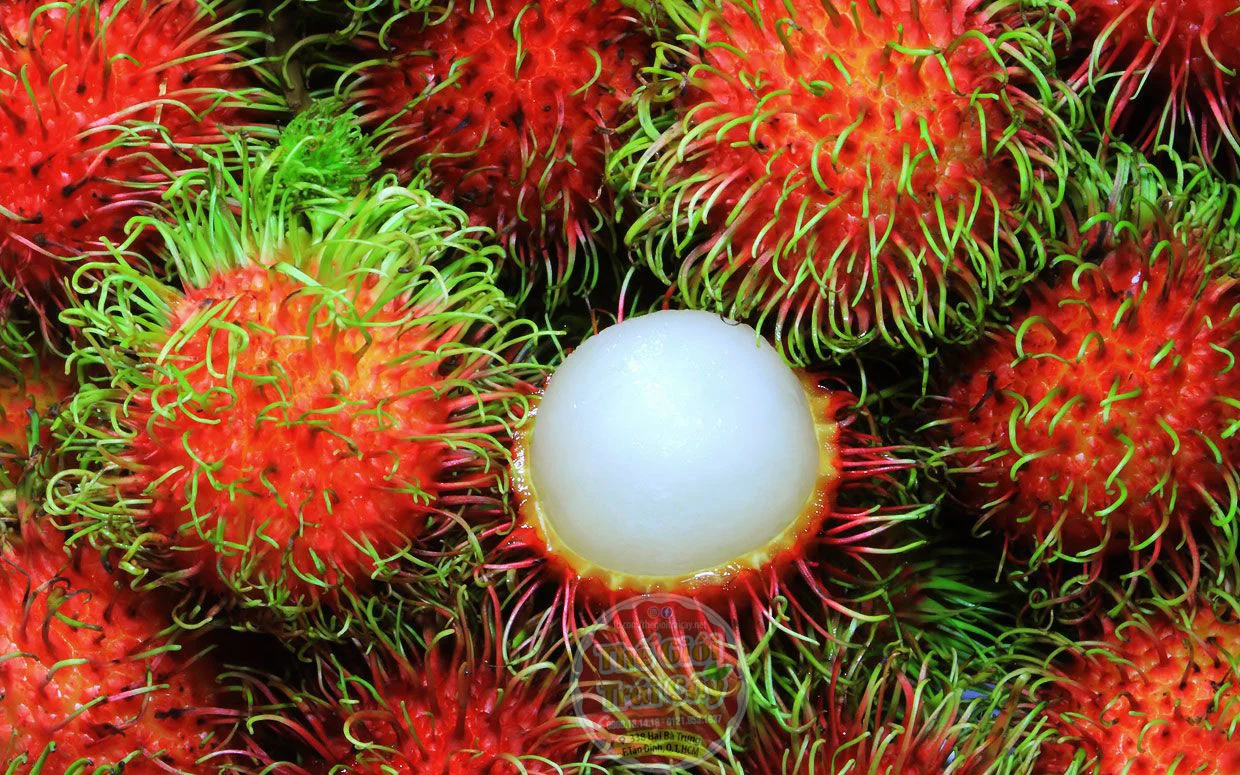 chom_chom_thai__5__e3b59bd50e0e4ed19c6a35e2968ad695