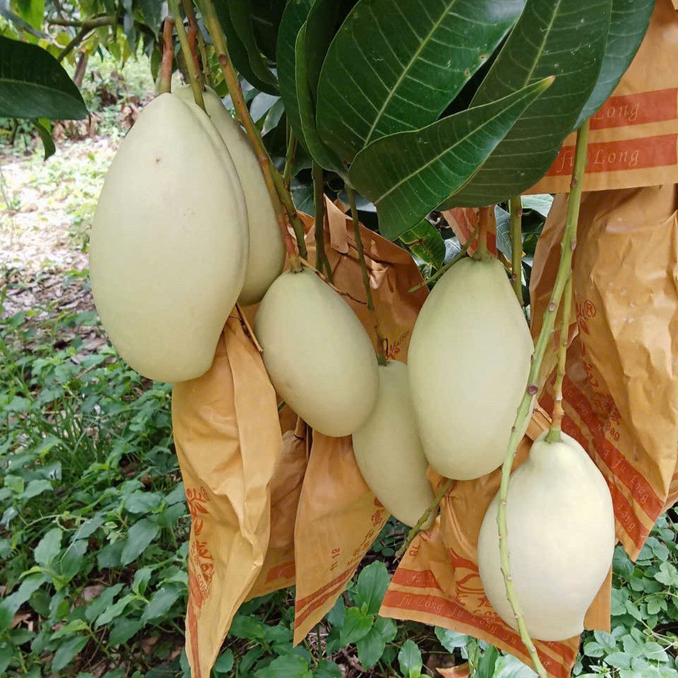 Xoài Keo Hai Nguyên - Châu Đốc An Giang - túi/10kg