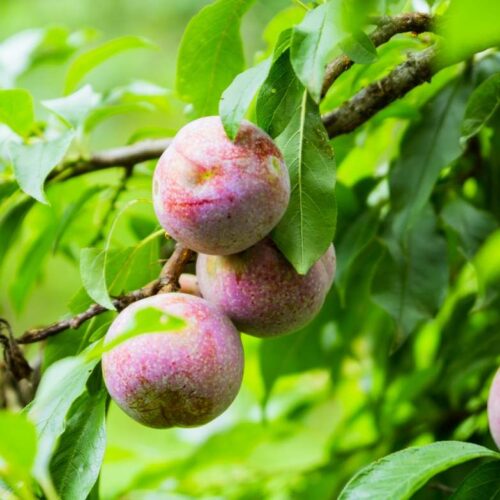 Mận Hậu Mộc Châu