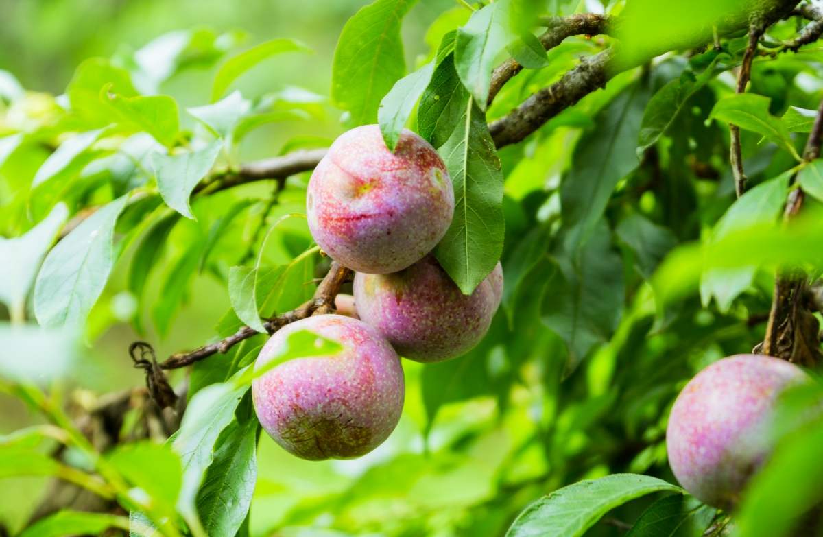 thuong-thuc-man-hau-moc-chau-dac-san-mien-tay-bac-03-1644636799