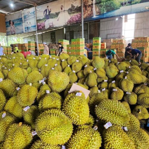 Sầu riêng Tiền Giang