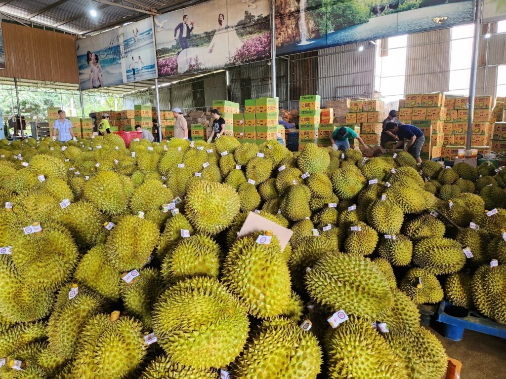 vua-sau-rieng-tien-giang-1-1024x768