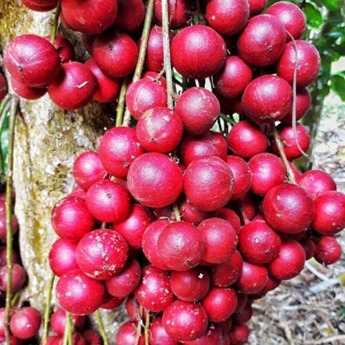 Trái đỏ Phú Yên