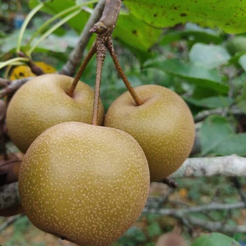 Lê Đông Khê - Đặc sản Cao Bằng