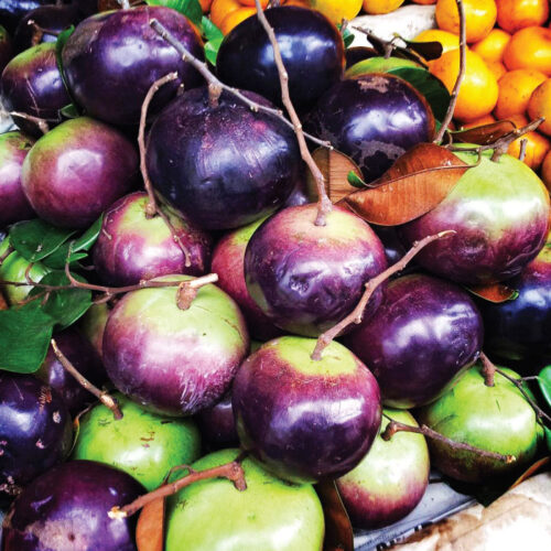 Vũ sữa tím Đại Tâm