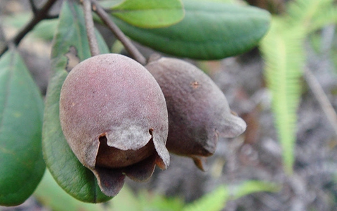 Trái sim rừng Quảng Ngãi