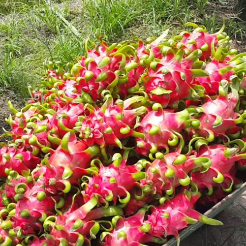 Thanh Long Châu Thành