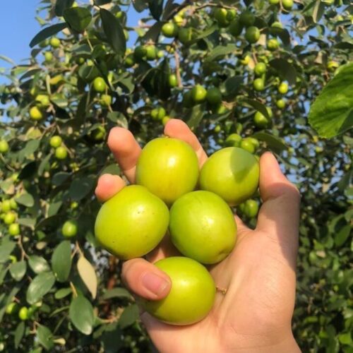 Táo Bàng La Hải Phòng