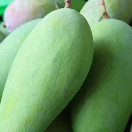 Xoài tượng Bình Định