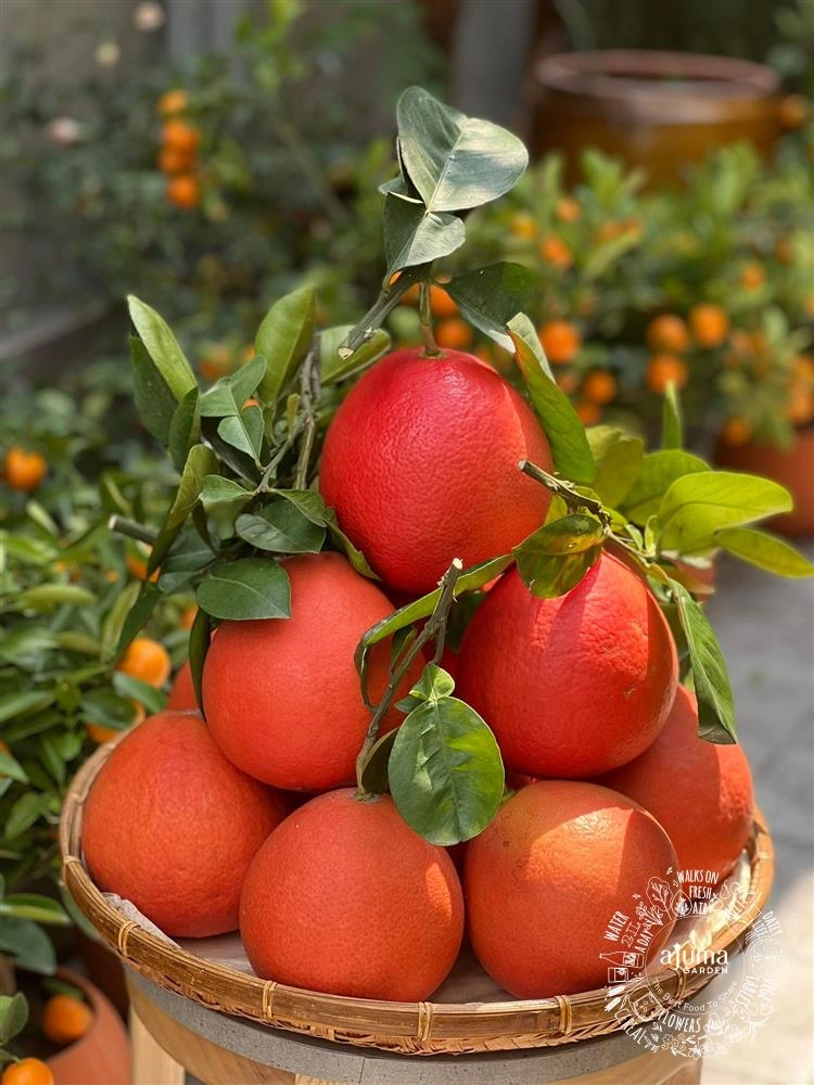 ajuma-buoi-do-ruby-huu-co-5-1-20220121212615463