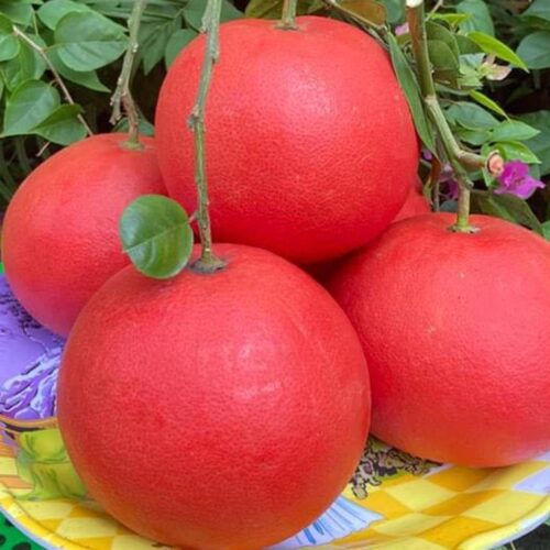 Bưởi đỏ Tiến Vua - Đặc sản Thanh Hóa