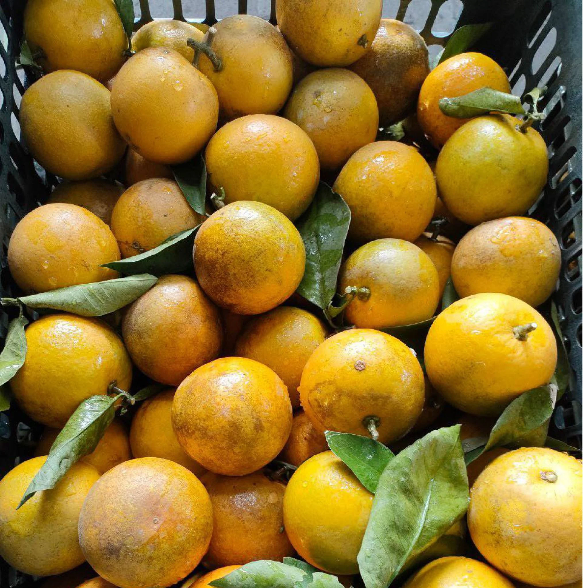 cam_d2c1a24ef8974c89aee6e929e584e3a5_master