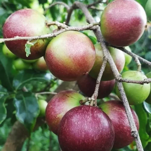 Hồng quân Bảy Núi - Đặc sản An Giang