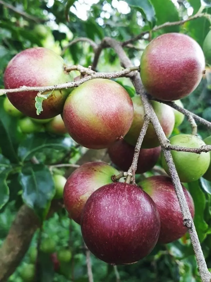 cay-hong-quan-chiet-canh-nhanh-trai-cao-60cm-3