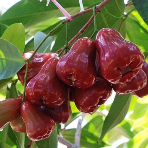 Mận đỏ An Phước - Đặc sản Tiền Giang