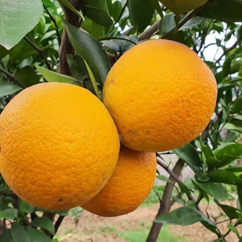 Cam Xã Đoài - Đặc sản Nghệ An