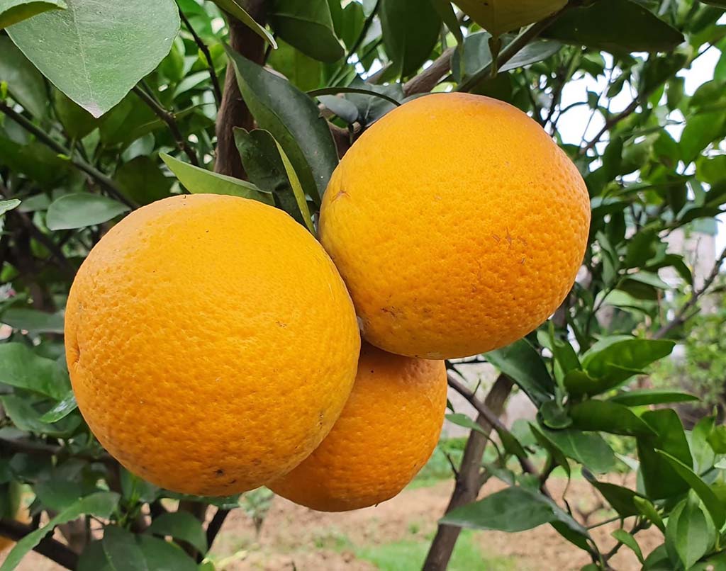 dac-san-nghe-an-lam-qua-1