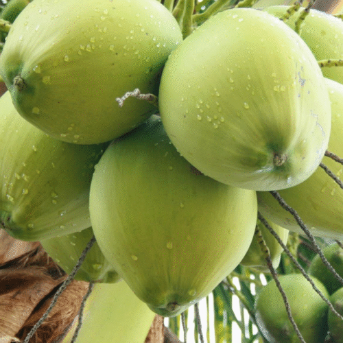 Dừa xiêm xanh Bến Tre