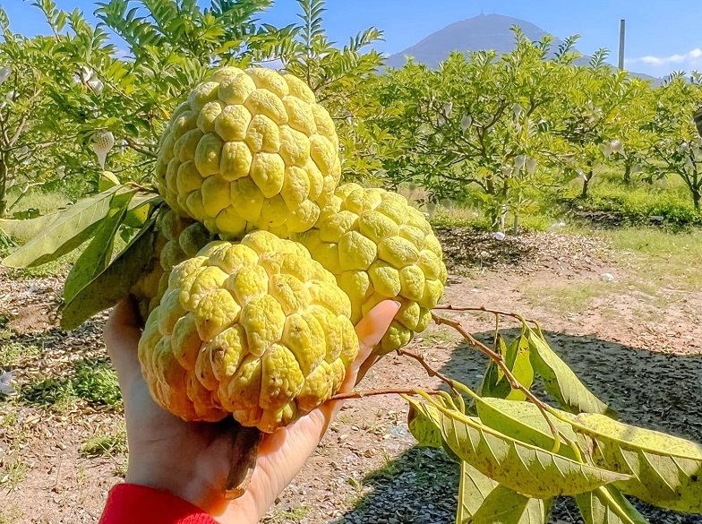 mang-cau-ba-den-tay-ninh-1-1