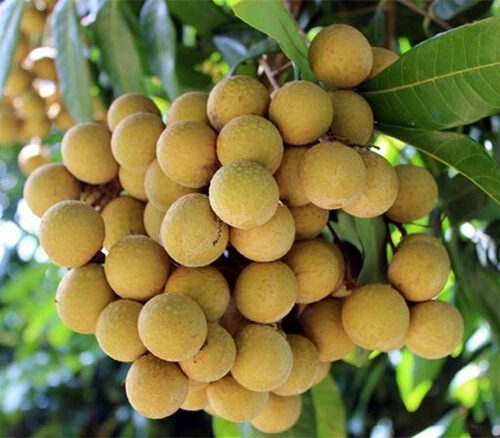 Nhãn da bò - Đặc sản Bạc Liêu