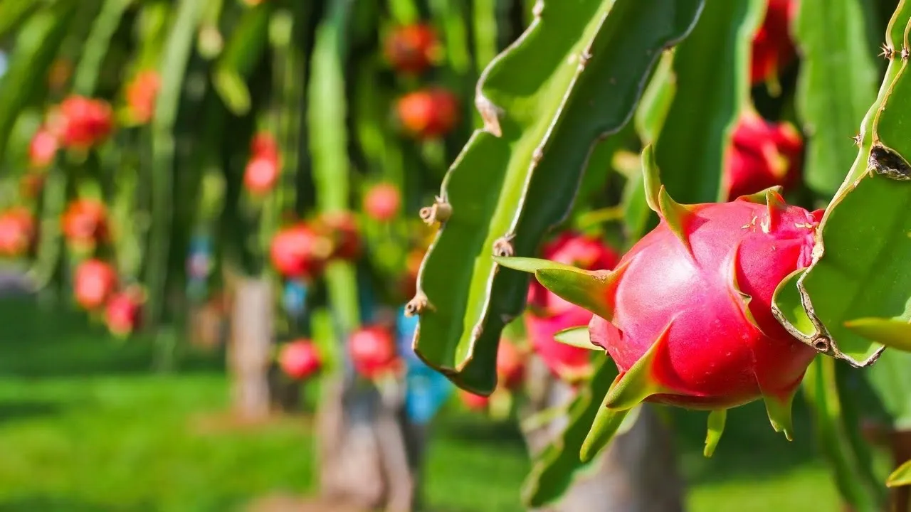 thanh-long-binh-thuan