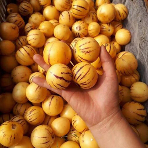 Sâm sữa Tam Đảo - Đặc sản Vĩnh Phúc