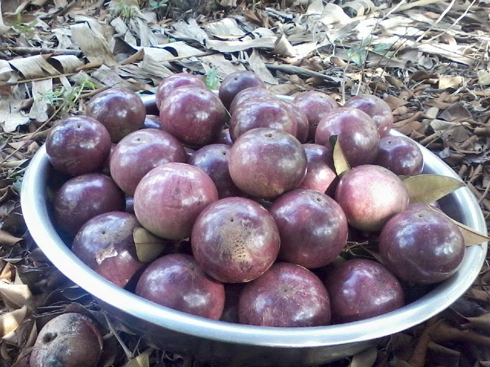 vu-sua-dai-tam-soc-trang-2